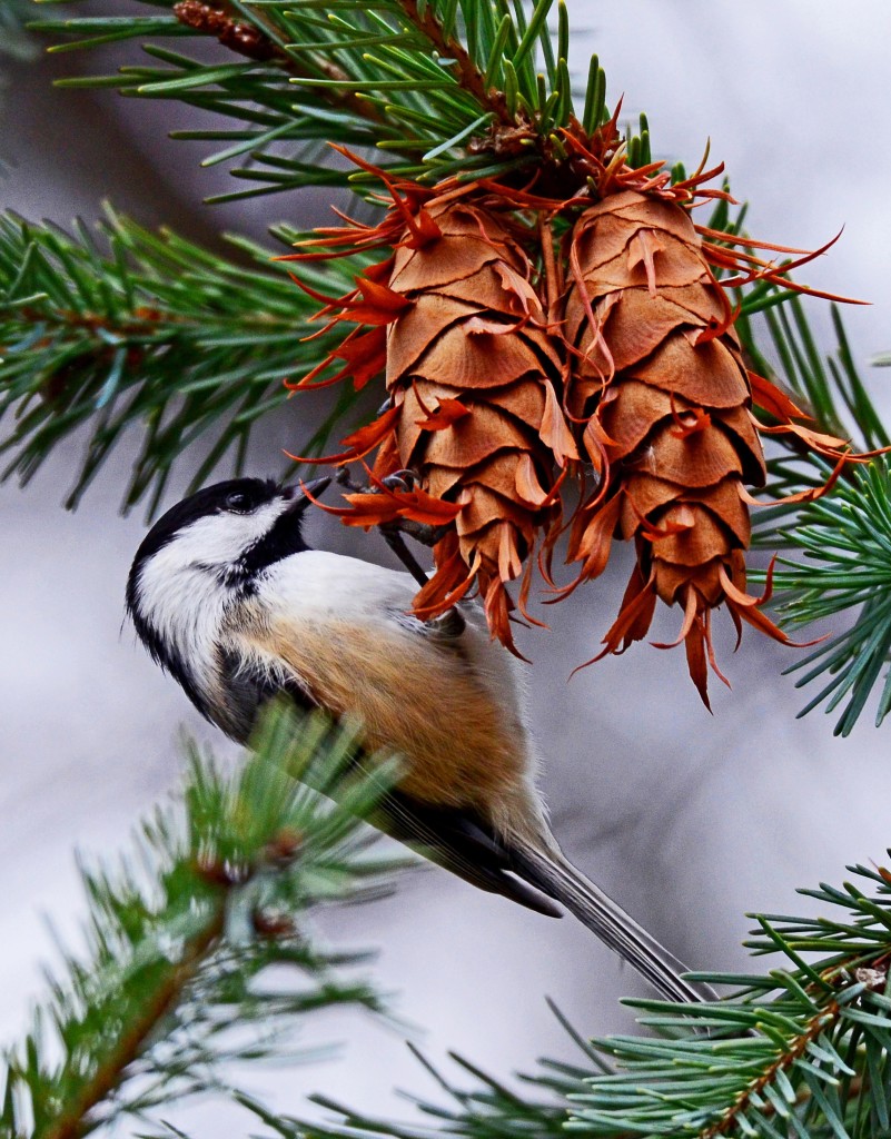 Chickadee Eating Pine Cone Seeds